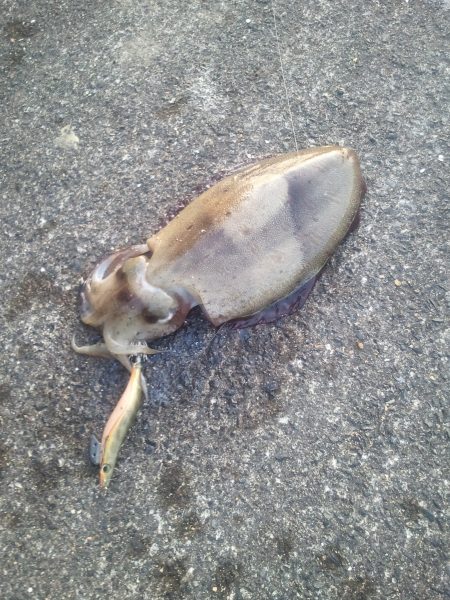 日本海エギング調査